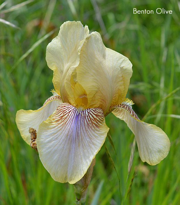 Iris x germanica Benton Olive (Sir Cedric Morris breed)