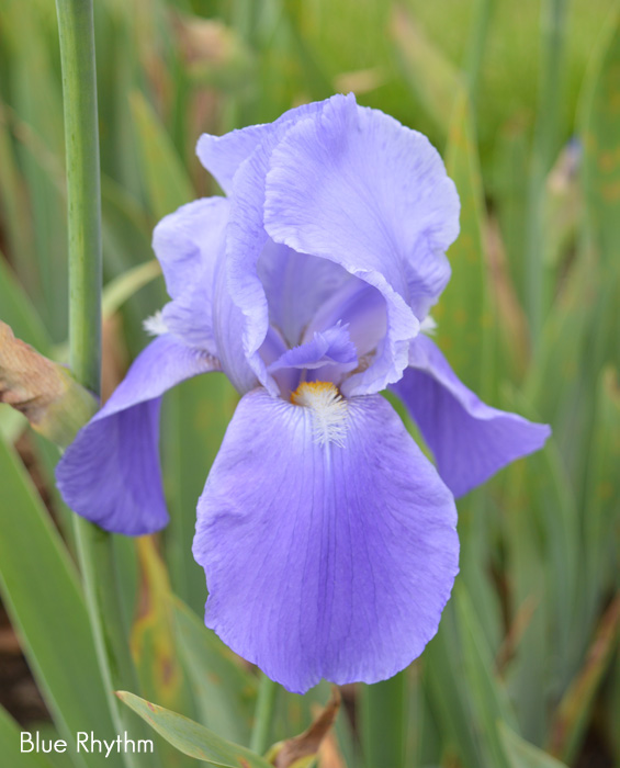 Iris x germanica Blue Rhythm