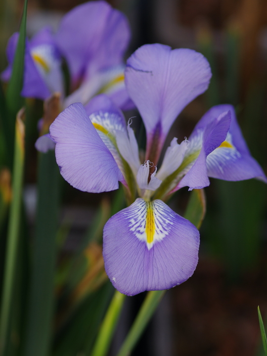 Iris unguicularis