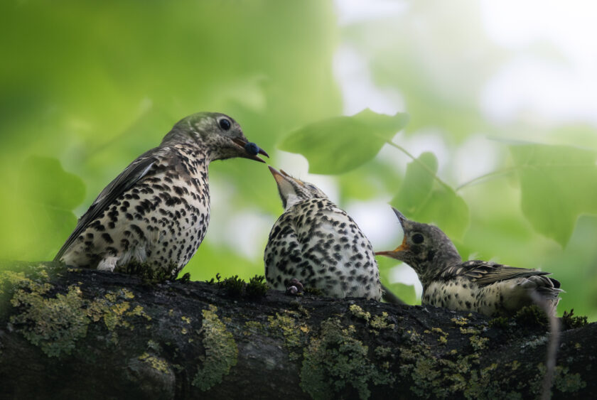 Parent and fledged chicks on the Somerville Quad, April 2026