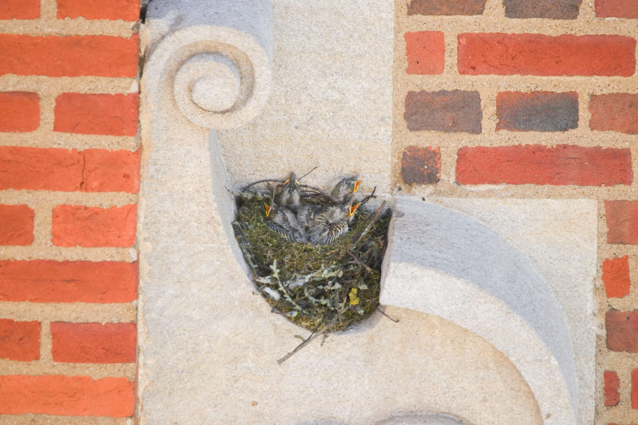 The mistle thrush chicks. Douglas Lewns