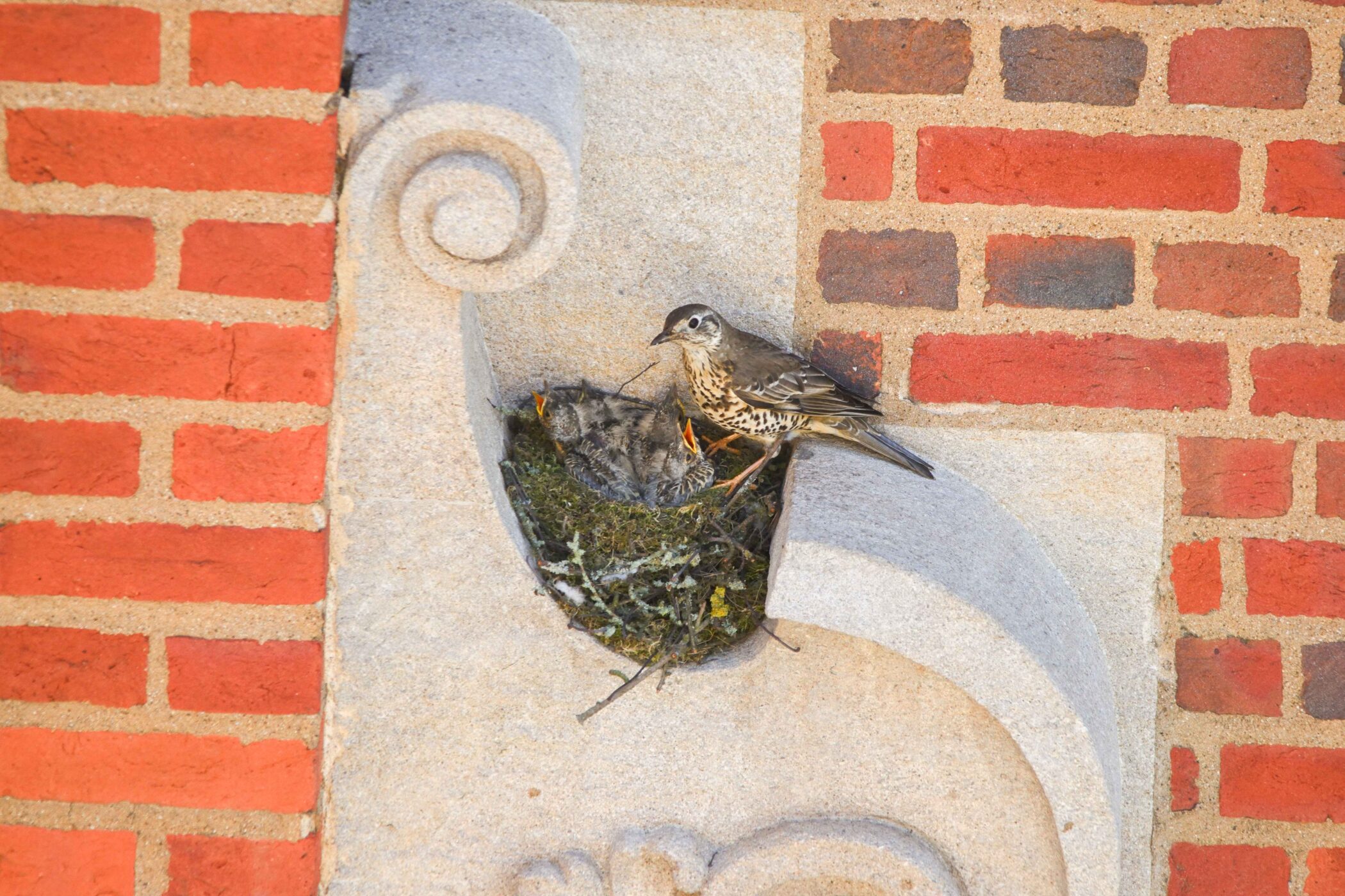 The mistle thrush chicks with one of their parents. Credit: Douglas Lewns