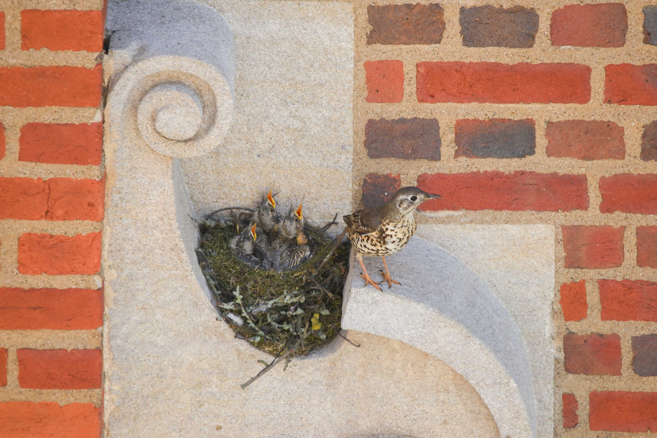 The mistle thrush chicks with one of their parents. Douglas Lewns