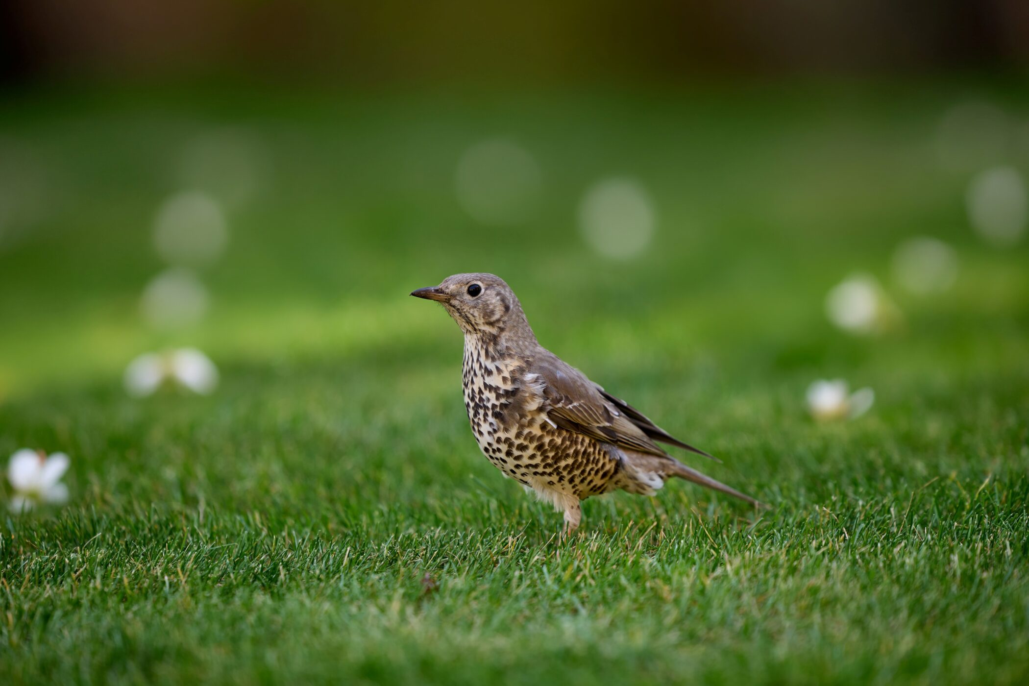 A mistle thrush on Quad. Credit: Charlotte Darvill, Fisher Studios.