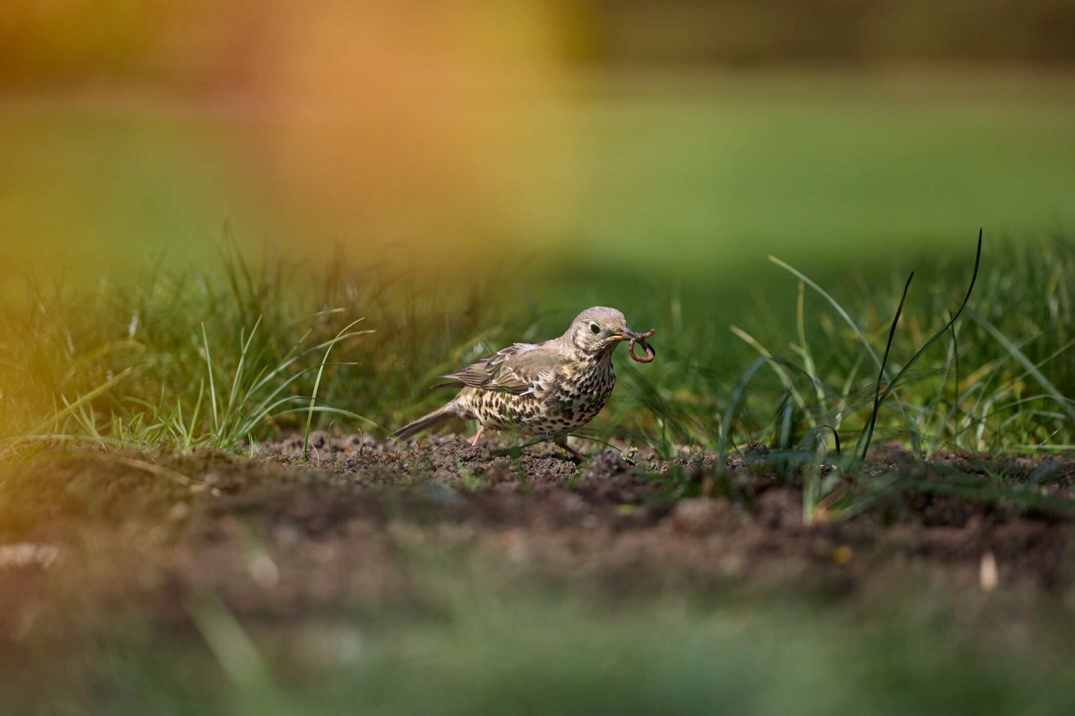 One of the mistle thrushes preparing to feed its chicks. Credit: Charlotte Darvill, Fisher Studios.
